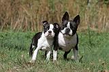 BOSTON TERRIER 163